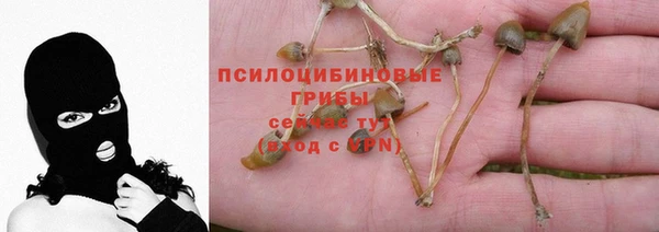 стаф Белокуриха